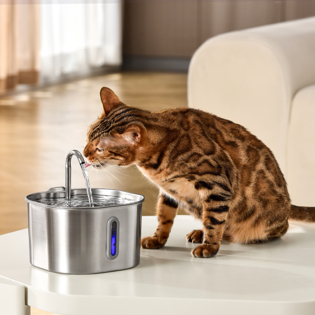 The Fountain That Keeps Water Fresh, Boosts Hydration, and Supports a Healthier Cat
