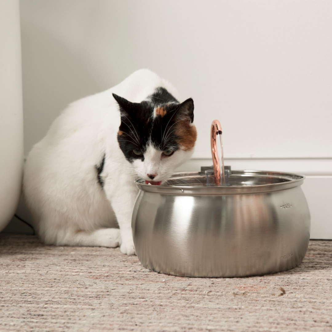 Better Hydration for a Healthier, Happier Cat