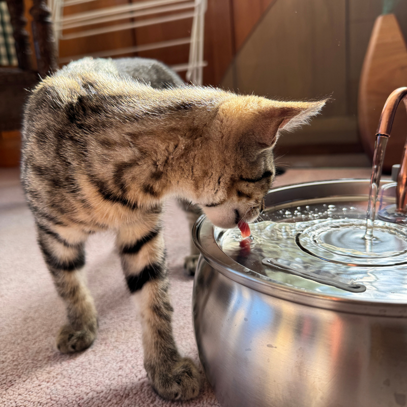 Reduces the Risk of Kidney Issues & UTIs