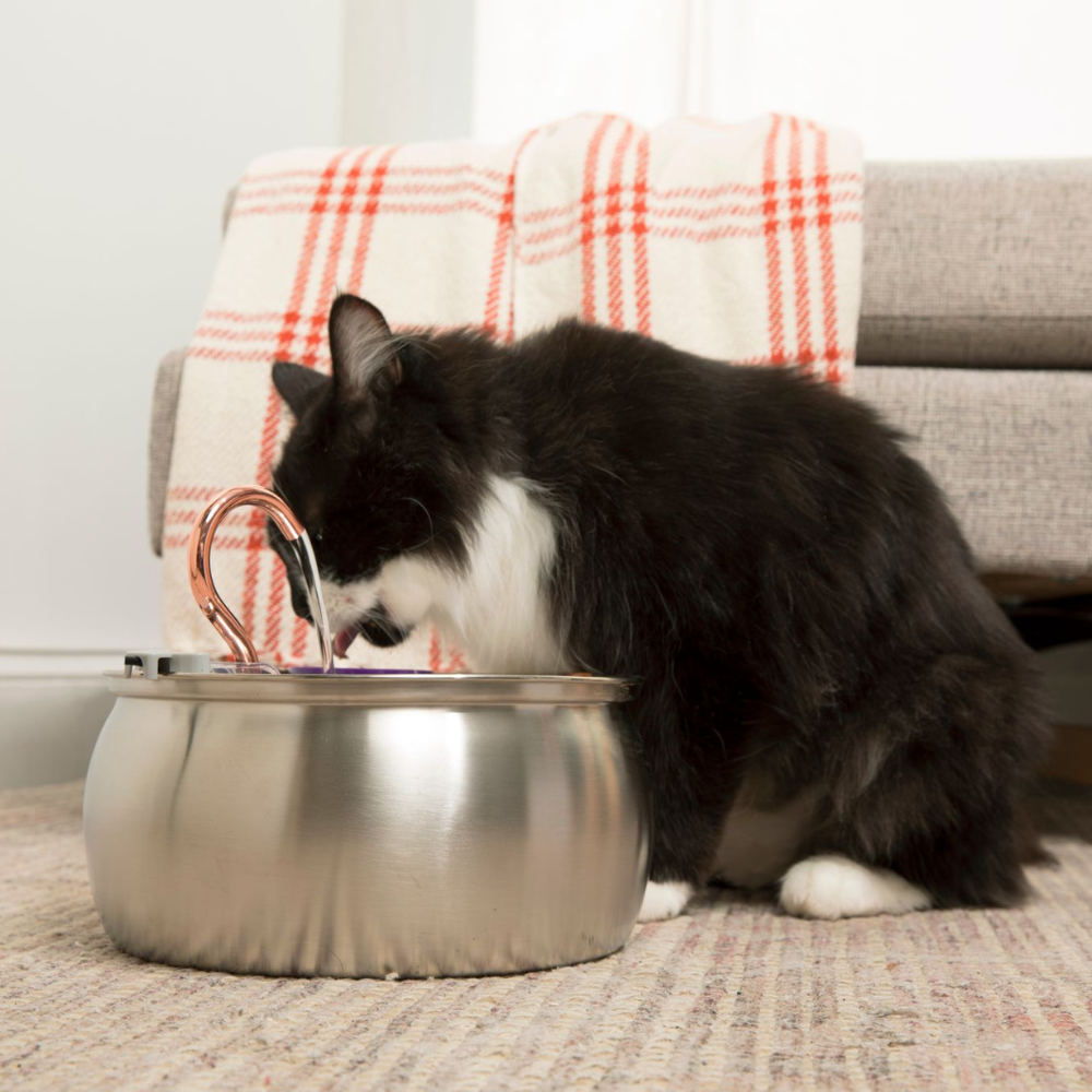 Ready to UpgradeYour Cat’s Water? 