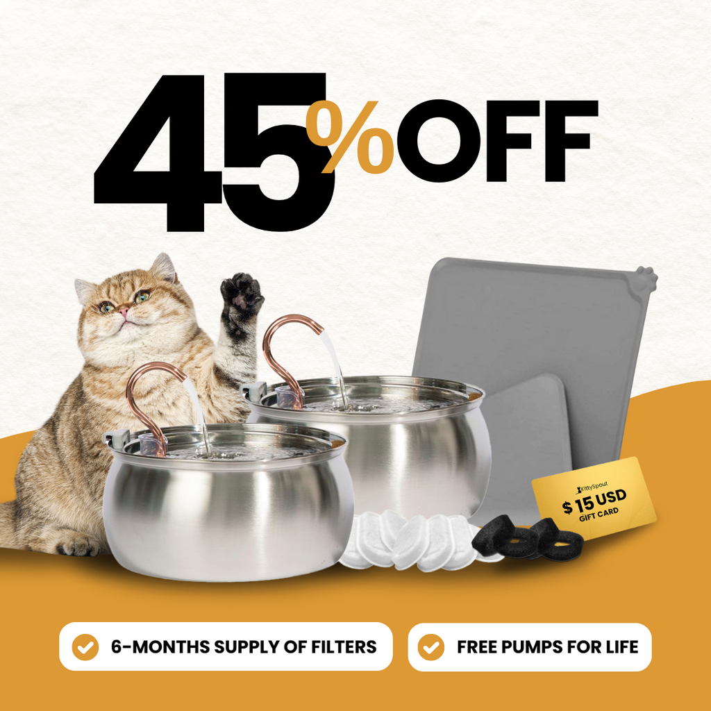 Paquete familiar de grandes felinos 