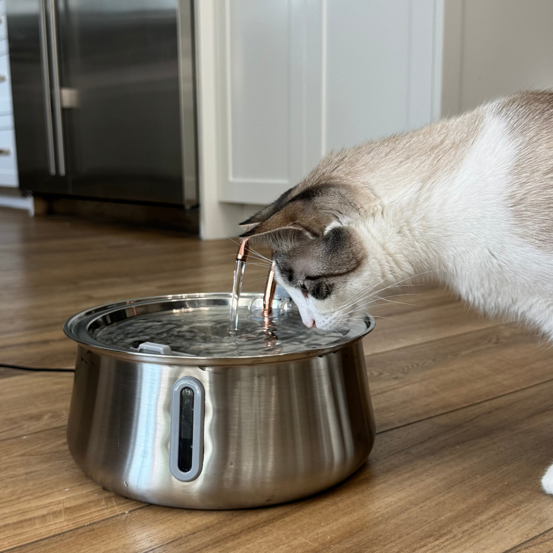 Kit de salud y felicidad para gatos The KittySpout™