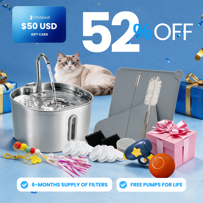 The KittySpout™ - 2.2L Hydration & Playtime Value Bundle