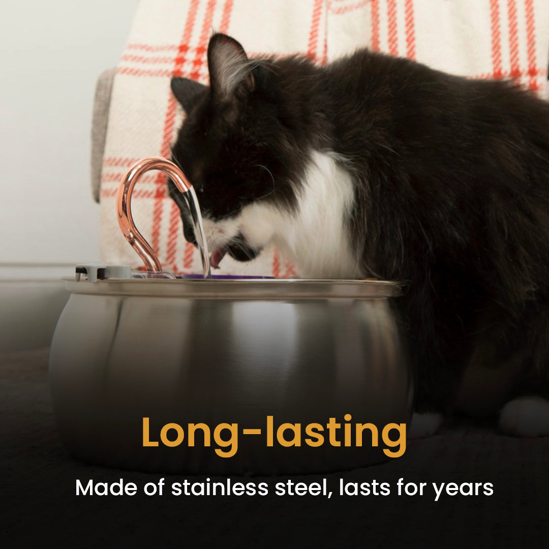 Paquete familiar de grandes felinos 