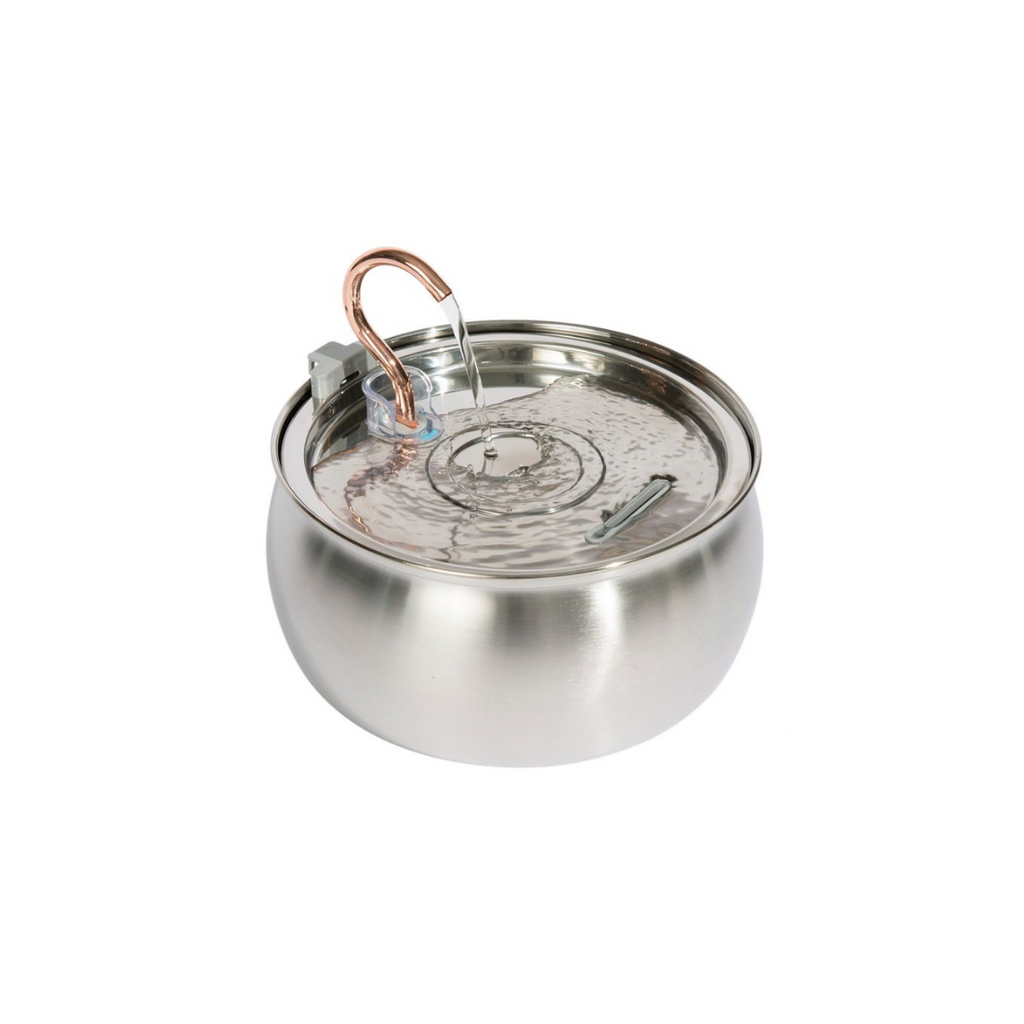 Paquete familiar de grandes felinos 