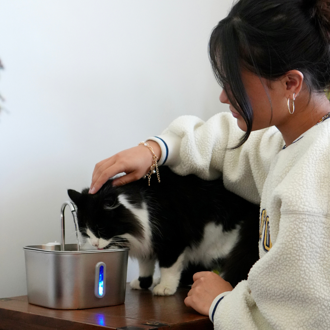 Better Hydration for a Healthier, Happier Cat