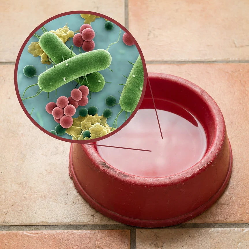 Your Cat’s Water Bowl Is Dirtier Than You Think