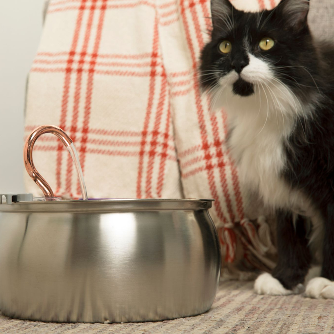 Kittyspout product placeholder